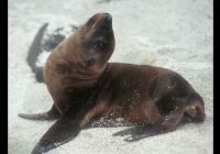 Galapagos 2000