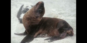 Galapagos 2000